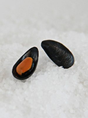 Pendientes mejillones pegados