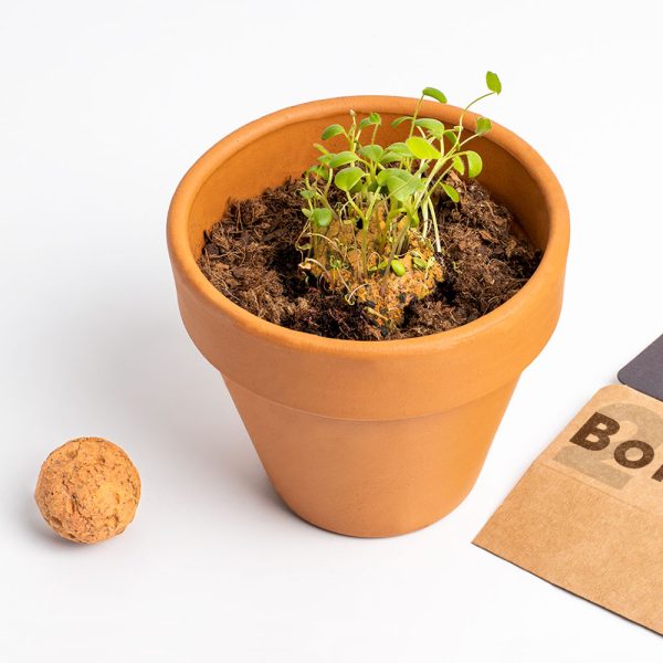 PACK BOMBAS BIODIVERSIDAD NARANJA - Imagen 2