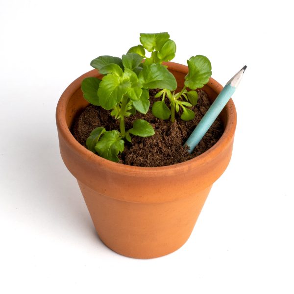 LAPIZ PLANTABLE SEMILLAS DE TOMATE - Imagen 4
